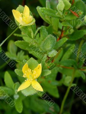 Yellow Wildflowers