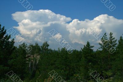 Clouds and pines