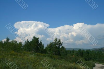 Clouds and pines