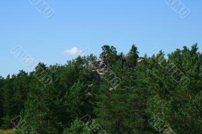 Clouds and pines