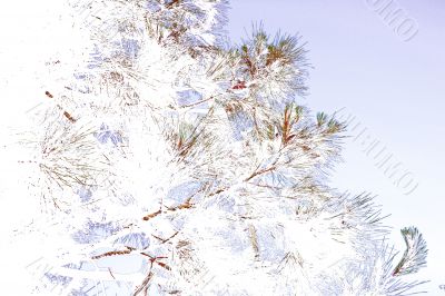 Pine tree abstract