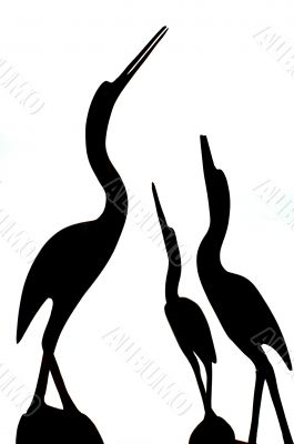 Black stork