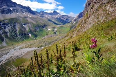 Wild orchids