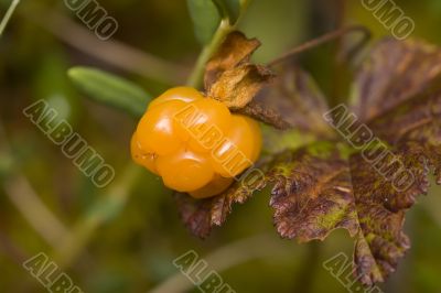 Cloudberry