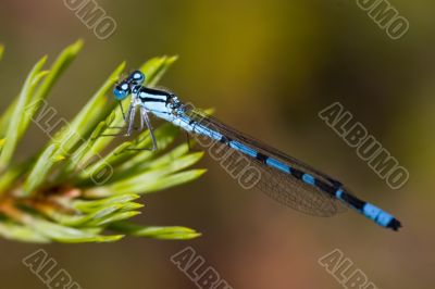 Blue dragonfly