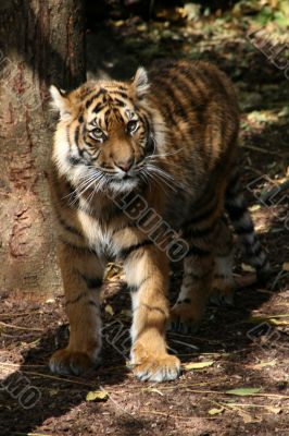 Bengal tiger standing