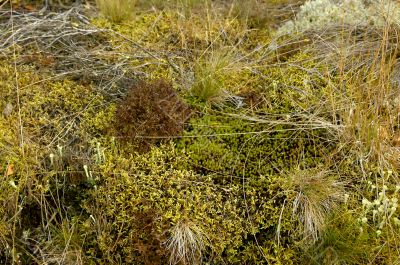 The invoice of a green wood moss