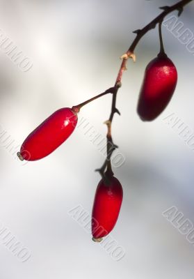 Barberry
