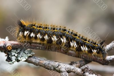 Caterpillar on a branch