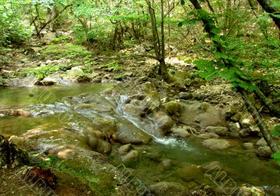 Stream in a wood in mountains