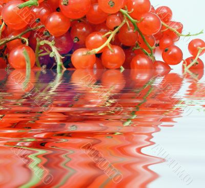 Red currants in water