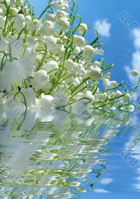 Lily of the valley in water