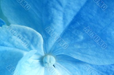 Blue Flower