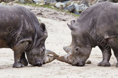 rhinos fighting