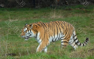  beautiful tiger