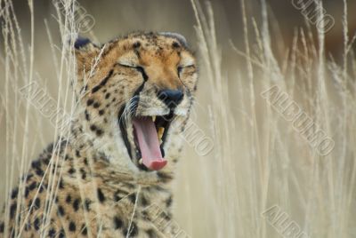 cheetah yawning cheetah yawning