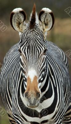 zebra