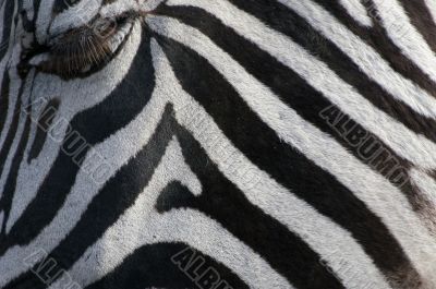 zebra