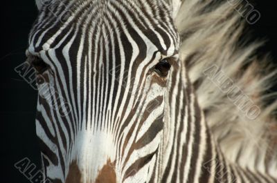 zebra