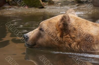 bear swimming