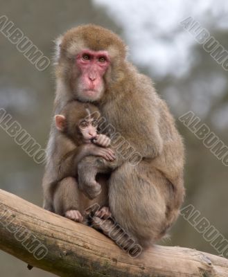 mother and her baby monkey