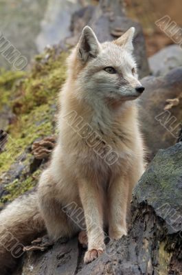 beautiful fox