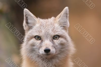 beautiful fox