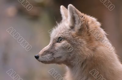 beautiful fox