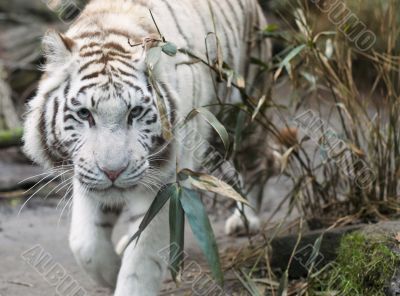 white tiger