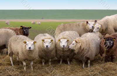 curious looking sheep