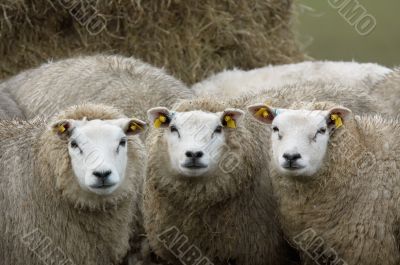 curious looking sheep