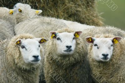 curious looking sheep