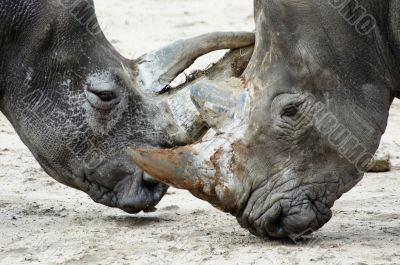 rhinos fighting