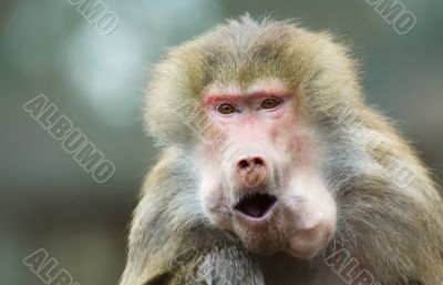 monkey eating monkey eating