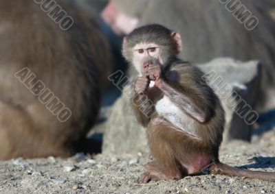 monkey eating