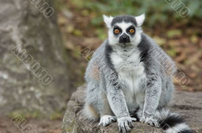 ring tailed lemur