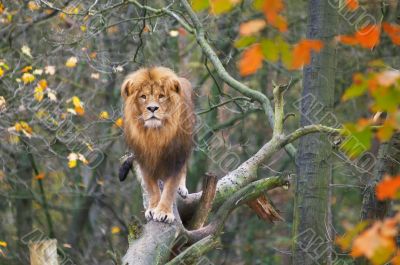 lion in tree