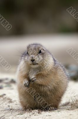 Prairie Dog