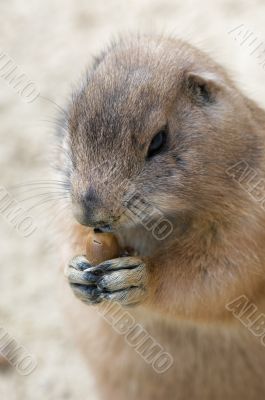 Prairie Dog