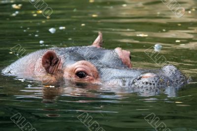 hippo