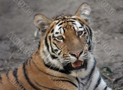 beautiful tiger beautiful tiger