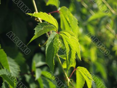 Grape leaf on the sun