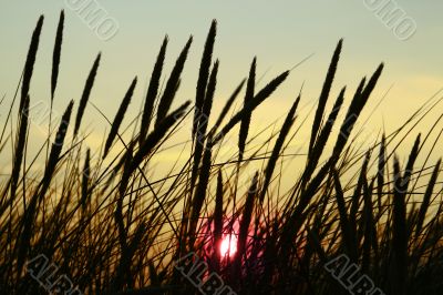high summer grass