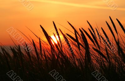 summer grass