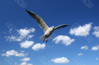 flying seagull