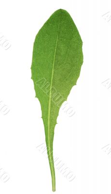 fresh green leaf
