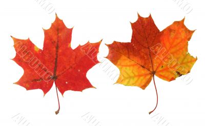two vivid maple leaves