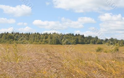 Sunny autumn landscape