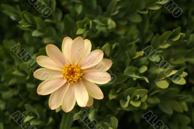 yellow daisy yellow daisy
