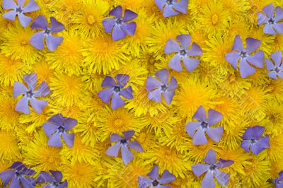 Yellow-blue spring background